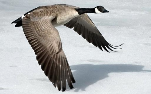Canada Goose parka